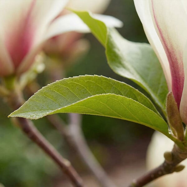 BLOOMIQUE - Lot de 2 - Magnolia Sunrise - Magnolia - Plante de Jardin - Rustique - Hauteur 40-60 cm - Pot 19 cm - large
