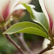 BLOOMIQUE - Lot de 2 - Magnolia Sunrise - Magnolia - Plante de Jardin - Rustique - Hauteur 40-60 cm - Pot 19 cm - vignette