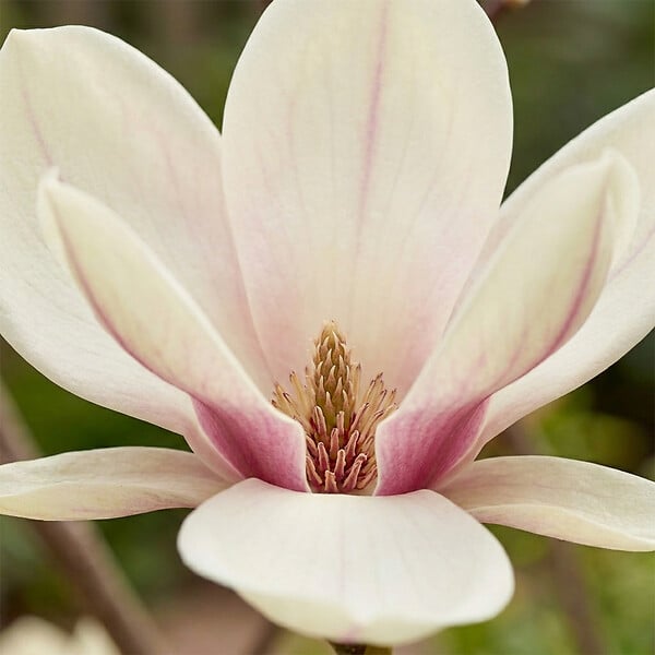 BLOOMIQUE - Lot de 2 - Magnolia Sunrise - Magnolia - Plante de Jardin - Rustique - Hauteur 40-60 cm - Pot 19 cm - large