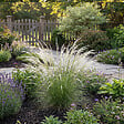 BLOOMIQUE - Lot de 6 - Stipa tenuissima 'Ponytails' - Stipe cheveux d'ange - H. 10-20 cm - P. 9 cm - vignette