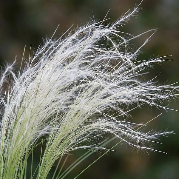 BLOOMIQUE - Lot de 6 - Stipa tenuissima 'Ponytails' - Stipe cheveux d'ange - H. 10-20 cm - P. 9 cm - large