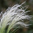 BLOOMIQUE - Lot de 6 - Stipa tenuissima 'Ponytails' - Stipe cheveux d'ange - H. 10-20 cm - P. 9 cm - vignette