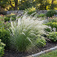 BLOOMIQUE - Lot de 6 - Stipa tenuissima 'Ponytails' - Stipe cheveux d'ange - H. 10-20 cm - P. 9 cm - vignette