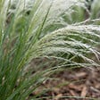 BLOOMIQUE - Lot de 6 - Stipa tenuissima 'Ponytails' - Stipe cheveux d'ange - H. 10-20 cm - P. 9 cm - vignette