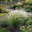 BLOOMIQUE - Lot de 6 - Stipa tenuissima 'Ponytails' - Stipe cheveux d'ange - H. 10-20 cm - P. 9 cm - vignette
