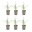 BLOOMIQUE - Lot de 6 - Hemerocallis Stella Oro - Hémérocalle - Plante de Jardin - H. 10-20 cm - P. 9 cm - vignette