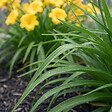 BLOOMIQUE - Lot de 6 - Hemerocallis Stella Oro - Hémérocalle - Plante de Jardin - H. 10-20 cm - P. 9 cm - vignette