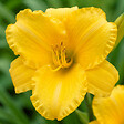BLOOMIQUE - Lot de 6 - Hemerocallis Stella Oro - Hémérocalle - Plante de Jardin - H. 10-20 cm - P. 9 cm - vignette