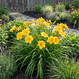 BLOOMIQUE - Lot de 6 - Hemerocallis Stella Oro - Hémérocalle - Plante de Jardin - H. 10-20 cm - P. 9 cm - vignette