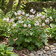 BLOOMIQUE - Lot de 3 - Géranium macrorrhizum ‘Spessart’ - Géranium couvre-sol - H. 10-20 cm - P. 9 cm - vignette