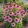 BLOOMIQUE - Lot de 6 - Echinacea purpurea magnus - Échinacée - Floraison abondante - H. 10-20 cm - P. 9 cm - vignette