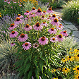 BLOOMIQUE - Lot de 6 - Echinacea purpurea magnus - Échinacée - Floraison abondante - H. 10-20 cm - P. 9 cm - vignette
