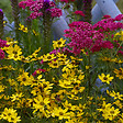 BLOOMIQUE - Lot de 6 - Achillée millefeuille ‘Cerise Queen’ - Floraison abondante - Rustique - Vivace - P. 9 cm - vignette