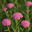 BLOOMIQUE - Lot de 6 - Achillée millefeuille ‘Cerise Queen’ - Floraison abondante - Rustique - Vivace - P. 9 cm - vignette