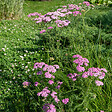 BLOOMIQUE - Lot de 6 - Achillée millefeuille ‘Cerise Queen’ - Floraison abondante - Rustique - Vivace - P. 9 cm - vignette