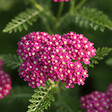 BLOOMIQUE - Lot de 6 - Achillée millefeuille ‘Cerise Queen’ - Floraison abondante - Rustique - Vivace - P. 9 cm - vignette