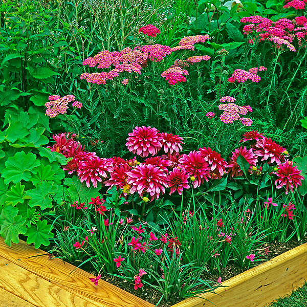 BLOOMIQUE - Lot de 6 - Achillée millefeuille ‘Cerise Queen’ - Floraison abondante - Rustique - Vivace - P. 9 cm - large