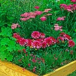 BLOOMIQUE - Lot de 6 - Achillée millefeuille ‘Cerise Queen’ - Floraison abondante - Rustique - Vivace - P. 9 cm - vignette