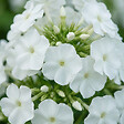 BLOOMIQUE - Lot de 6 - Phlox 'David' - Rustique - Vivace - Fleurs blanches - Hauteur 10-20 cm - Pot 9 cm - vignette