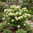 BLOOMIQUE - Viburnum Plicatum Opening Day - Boule-de-neige du Japon - Plante de Jardin - H. 60-80 cm - P. 23 cm - vignette