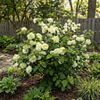 BLOOMIQUE - Viburnum Plicatum Opening Day - Boule-de-neige du Japon - Plante de Jardin - H. 60-80 cm - P. 23 cm - vignette