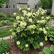 BLOOMIQUE - Viburnum Plicatum Opening Day - Boule-de-neige du Japon - Plante de Jardin - H. 60-80 cm - P. 23 cm - vignette