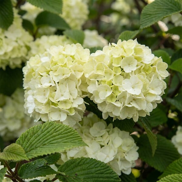 BLOOMIQUE - Viburnum Plicatum Opening Day - Boule-de-neige du Japon - Plante de Jardin - H. 60-80 cm - P. 23 cm - large