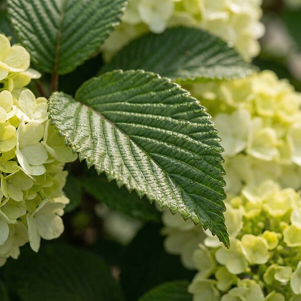 BLOOMIQUE - Viburnum Plicatum Opening Day - Boule-de-neige du Japon - Plante de Jardin - H. 60-80 cm - P. 23 cm - large