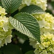 BLOOMIQUE - Viburnum Plicatum Opening Day - Boule-de-neige du Japon - Plante de Jardin - H. 60-80 cm - P. 23 cm - vignette