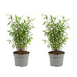 BLOOMIQUE - Lot de 2 - Fargesia Red Dragon - Bambou rouge - Non envahissant - Rustique - Persistant - P. 17 cm - vignette