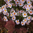BLOOMIQUE - Lot de 3 - Aster Apollo - Aster de la Saint-Michel - Plantes jardin - H. 10-20 cm - P. 9 cm - vignette
