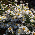 BLOOMIQUE - Lot de 3 - Aster Apollo - Aster de la Saint-Michel - Plantes jardin - H. 10-20 cm - P. 9 cm - vignette