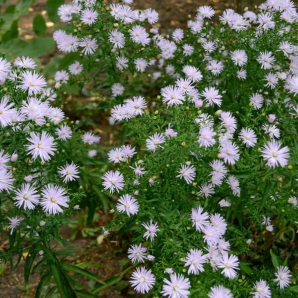 BLOOMIQUE - Lot de 3 - Aster Apollo - Aster de la Saint-Michel - Plantes jardin - H. 10-20 cm - P. 9 cm - large