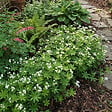 BLOOMIQUE - Lot de 6 - Galium odoratum - Aspérule odorante - Floraison abondante - H. 10-20 cm - P. 9 cm - vignette