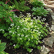 BLOOMIQUE - Lot de 6 - Galium odoratum - Aspérule odorante - Floraison abondante - H. 10-20 cm - P. 9 cm - vignette
