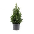BLOOMIQUE - Picea Glauca December - Mini sapin de Noël - Épicéa nain - Décoration de Noël - H. 40-60 cm - vignette
