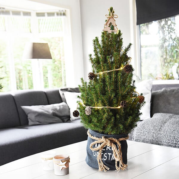 BLOOMIQUE - Picea Glauca December - Mini sapin de Noël - Épicéa nain - Décoration de Noël - H. 40-60 cm - large