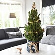 BLOOMIQUE - Picea Glauca December - Mini sapin de Noël - Épicéa nain - Décoration de Noël - H. 40-60 cm - vignette