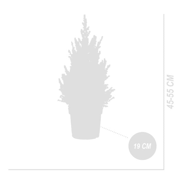 BLOOMIQUE - Picea Glauca December - Mini sapin de Noël - Épicéa nain - Décoration de Noël - H. 40-60 cm - large