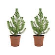 BLOOMIQUE - Lot de 2 - Pinus Pinea Silver Crest - Pin parasol - Sapin - Pour intérieur et extérieur - Rustique - vignette