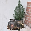 BLOOMIQUE - Lot de 2 - Pinus Pinea Silver Crest - Pin parasol - Sapin - Pour intérieur et extérieur - Rustique - vignette