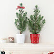 BLOOMIQUE - Lot de 2 - Pinus Pinea Silver Crest - Pin parasol - Sapin - Pour intérieur et extérieur - Rustique - vignette
