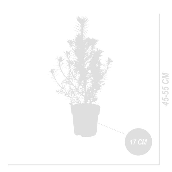 BLOOMIQUE - Lot de 2 - Pinus Pinea Silver Crest - Pin parasol - Sapin - Pour intérieur et extérieur - Rustique - large