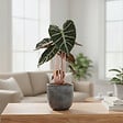 BLOOMIQUE - Alocasia Pink Dragon - Oreille d'éléphant - Plante d'intérieur - H. 50-70 cm - P. 17 cm - vignette