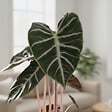 BLOOMIQUE - Alocasia Pink Dragon - Oreille d'éléphant - Plante d'intérieur - H. 50-70 cm - P. 17 cm - vignette