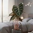 BLOOMIQUE - Alocasia Pink Dragon - Oreille d'éléphant - Plante d'intérieur - H. 50-70 cm - P. 17 cm - vignette