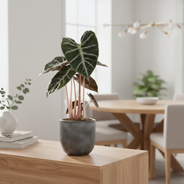 BLOOMIQUE - Alocasia Pink Dragon - Oreille d'éléphant - Plante d'intérieur - H. 50-70 cm - P. 17 cm - large