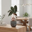 BLOOMIQUE - Alocasia Pink Dragon - Oreille d'éléphant - Plante d'intérieur - H. 50-70 cm - P. 17 cm - vignette