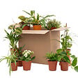 BLOOMIQUE - Assortiment de 12 - Coffret Seconde Chance - Coffret Surprise Durable - H. 20-40 cm - P. 12 cm - vignette