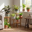 BLOOMIQUE - Assortiment de 12 - Coffret Seconde Chance - Coffret Surprise Durable - H. 20-40 cm - P. 12 cm - vignette